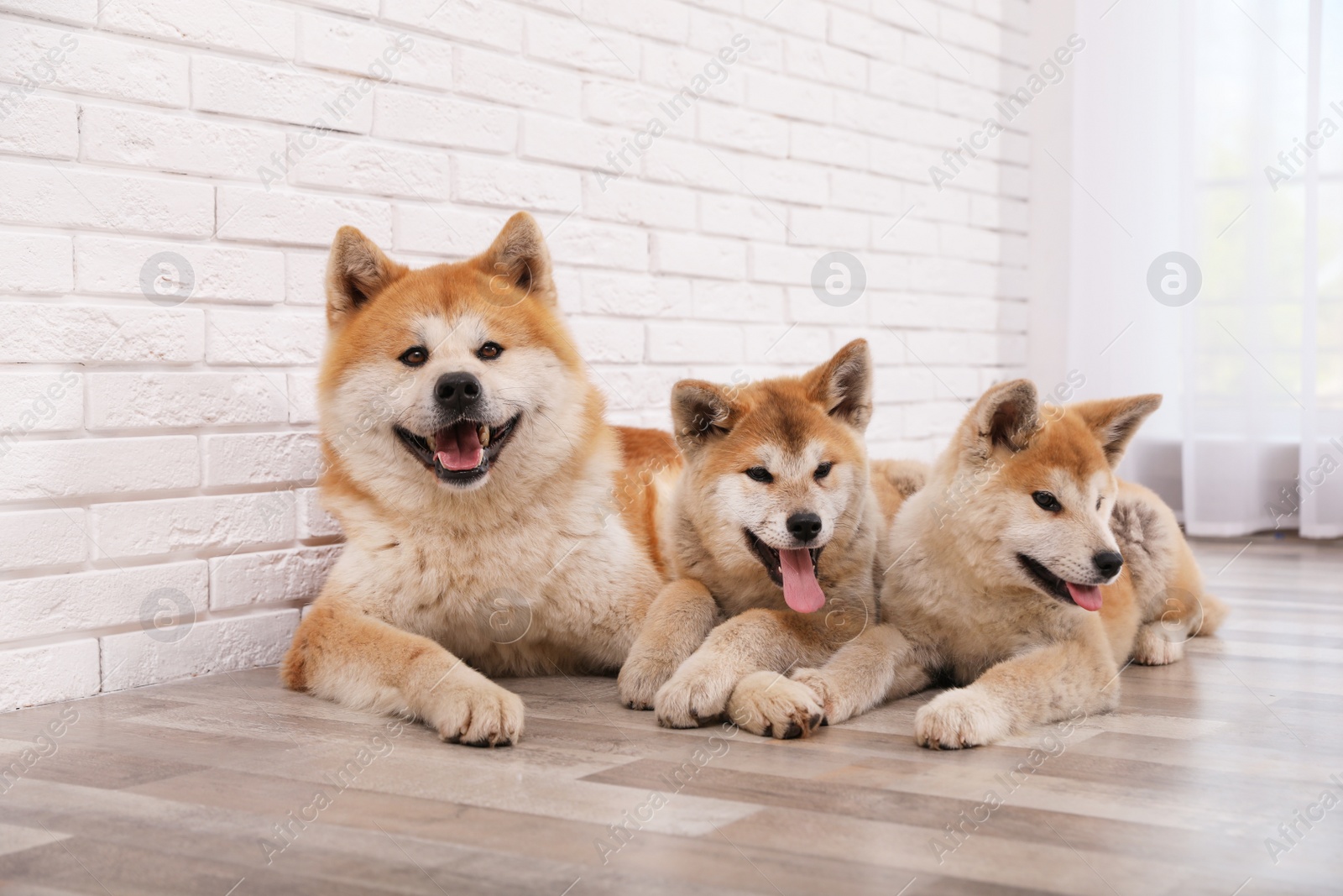 Photo of Adorable Akita Inu dog and puppies on floor indoors