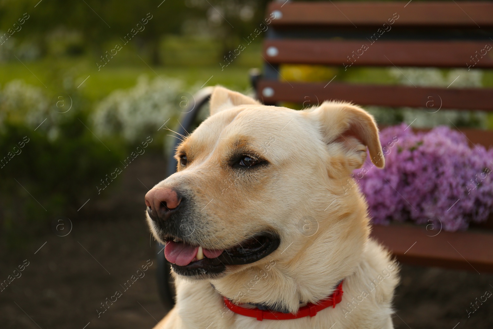 Photo of Cute dog near bench with lilac in park