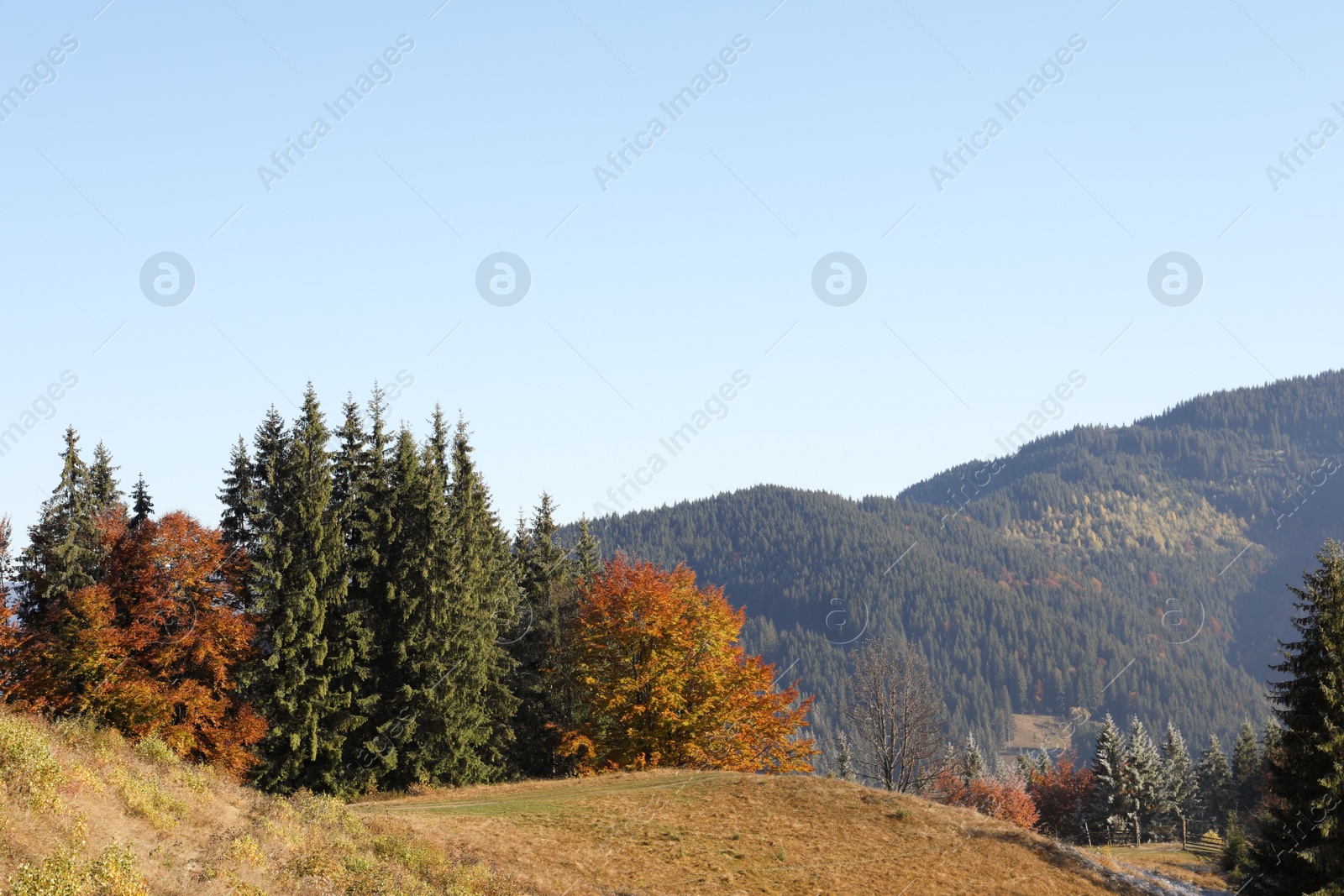 Photo of Picturesque view of beautiful mountain forest in autumn