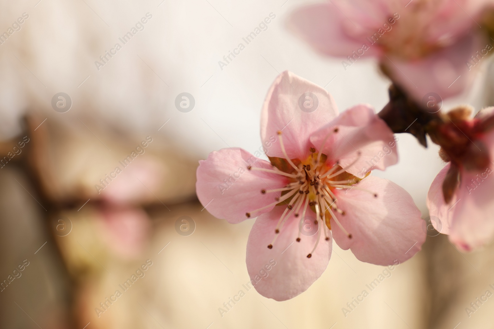 Photo of Closeup view of blossoming tree outdoors on spring day