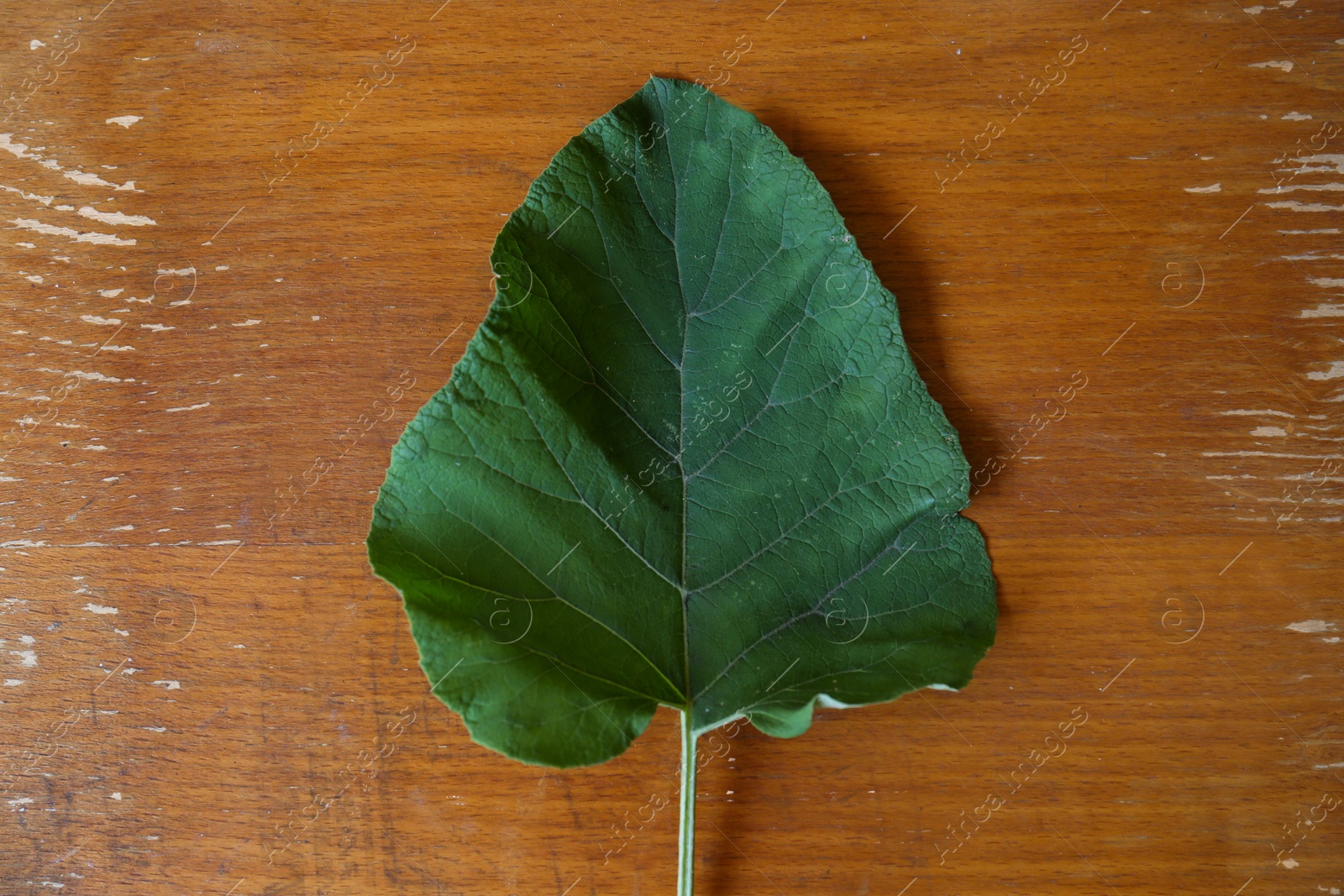 Photo of Fresh green burdock leaf on wooden table, top view