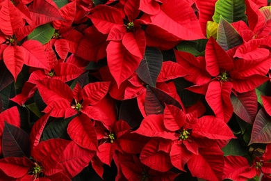 Red Poinsettia as background, closeup. Christmas traditional flower