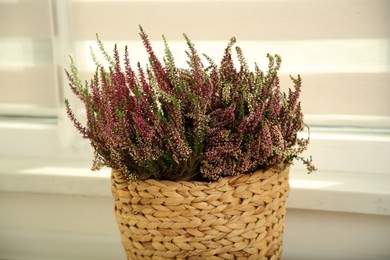 Beautiful heather flowers in wicker basket near windowsill indoors