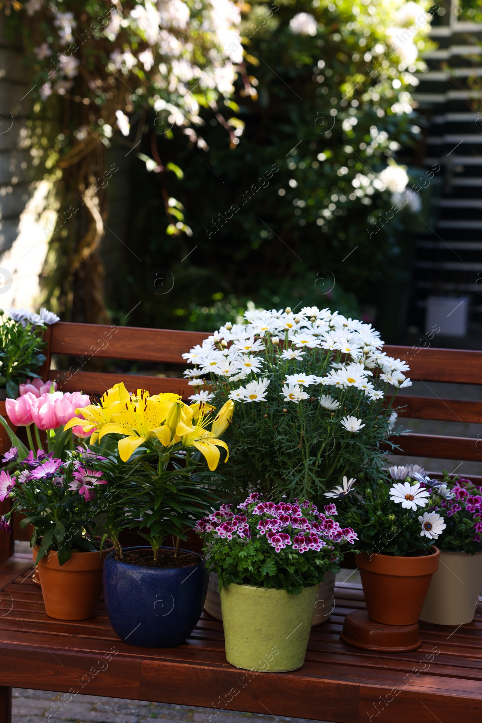 Photo of Many different beautiful blooming plants in flowerpots on wooden bench outdoors