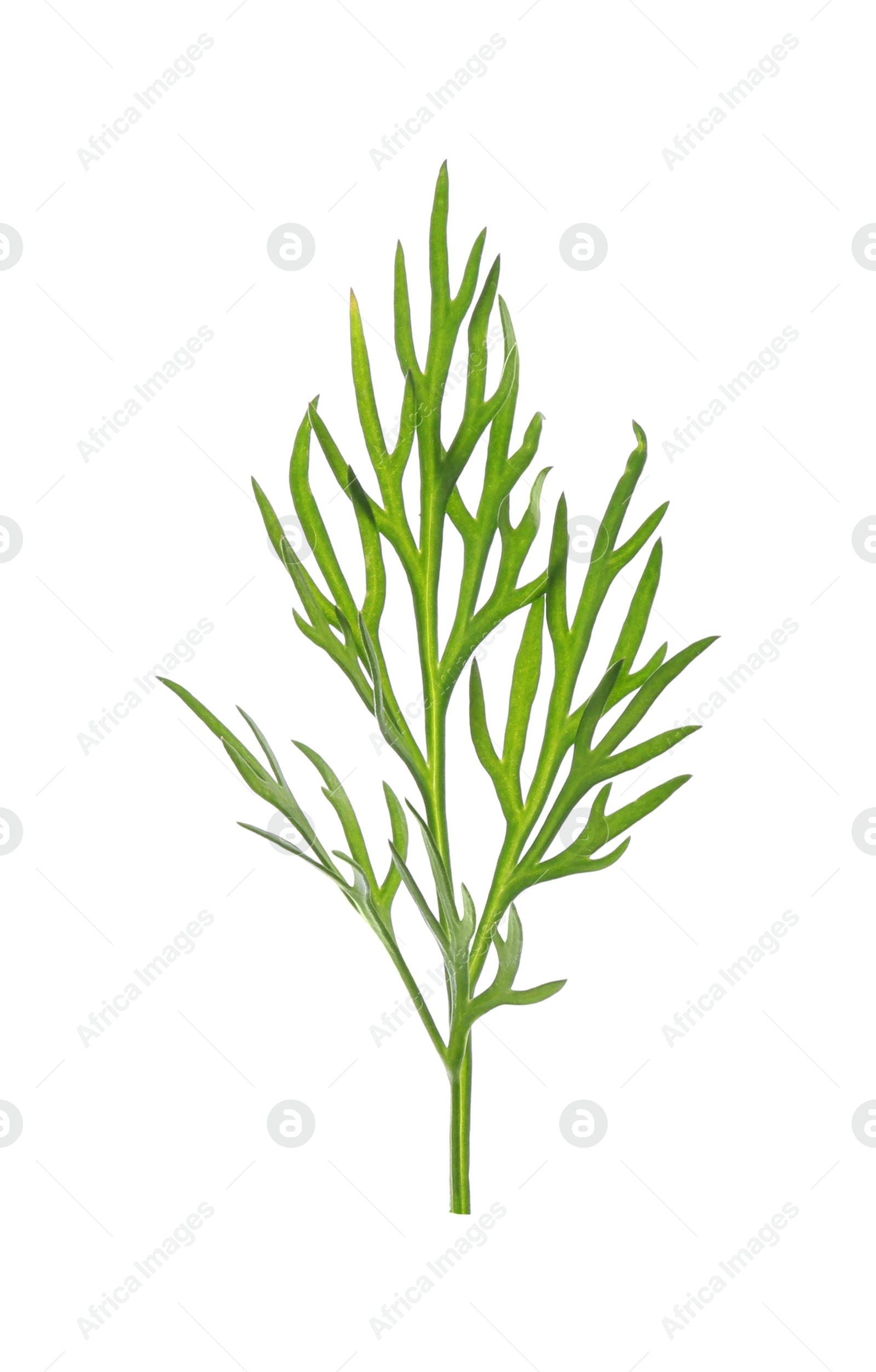 Photo of Sprig of fresh dill isolated on white