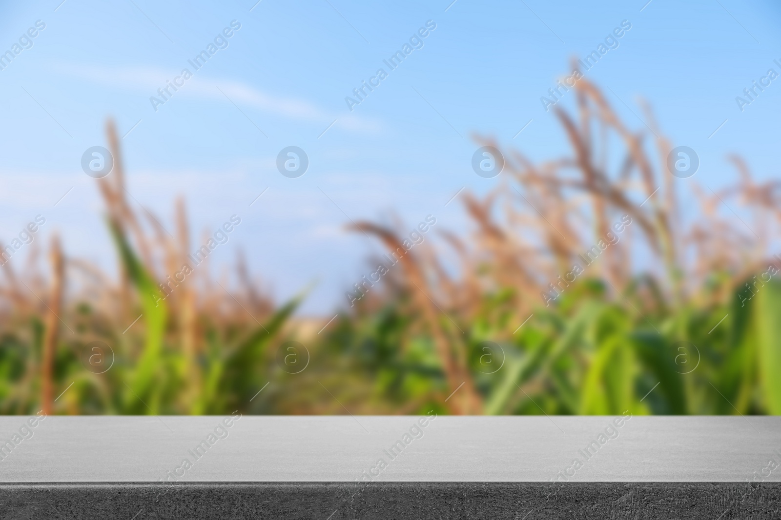 Image of Empty stone surface and blurred view of beautiful corn field. Space for text