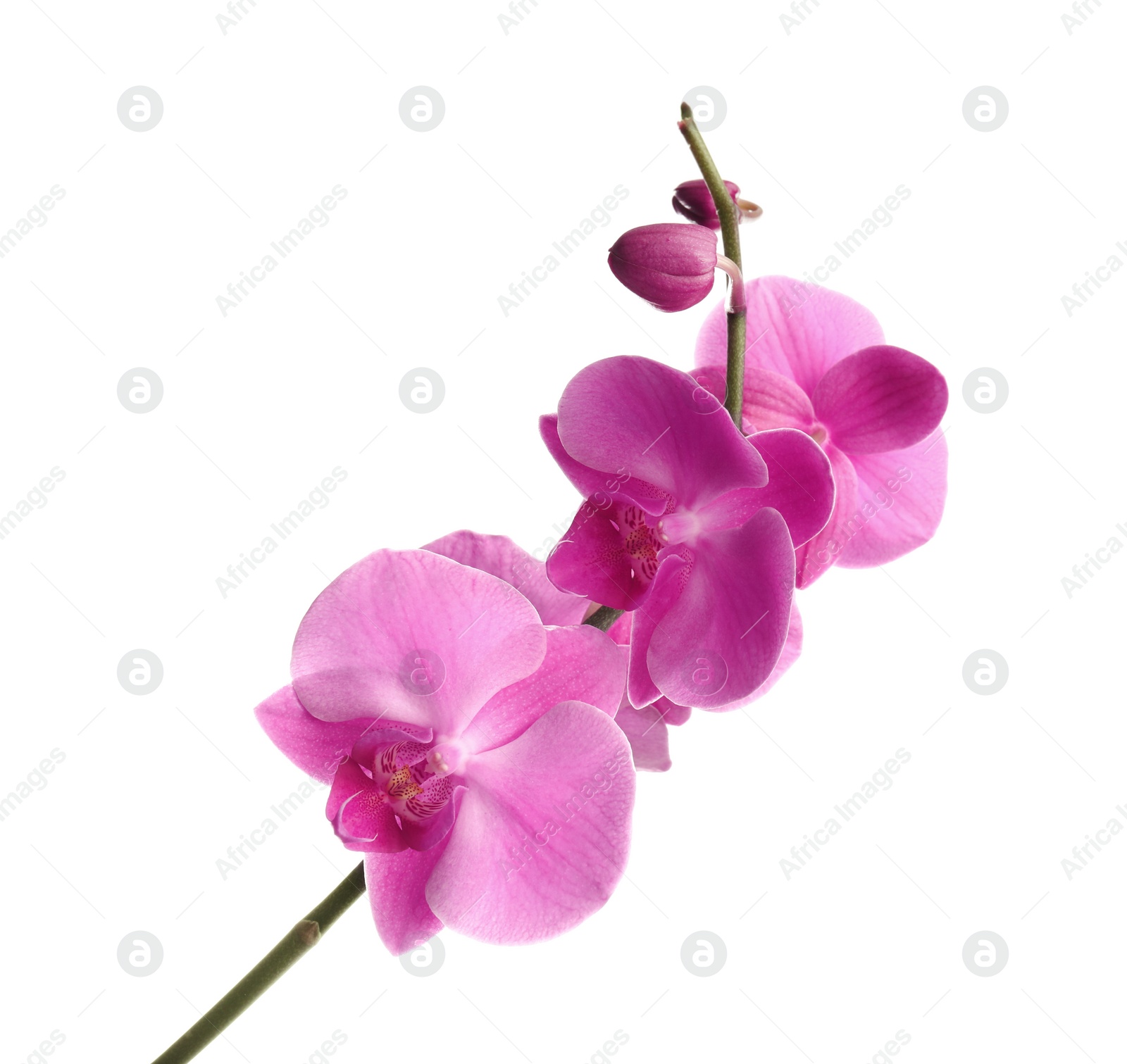 Photo of Branch with beautiful tropical orchid flowers on white background