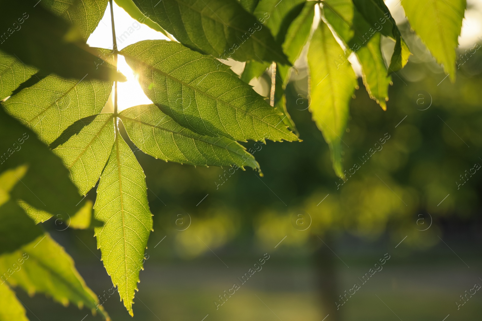 Photo of Closeup view of ash tree with young fresh green leaves outdoors on spring day