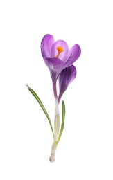 Photo of Beautiful purple crocus flowers on white background