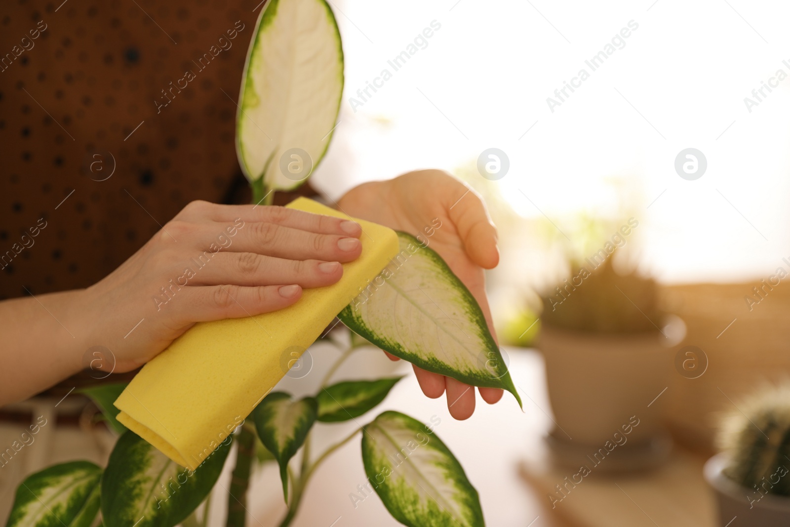 Photo of Young woman wiping Dieffenbachia plant at home, closeup. Engaging hobby