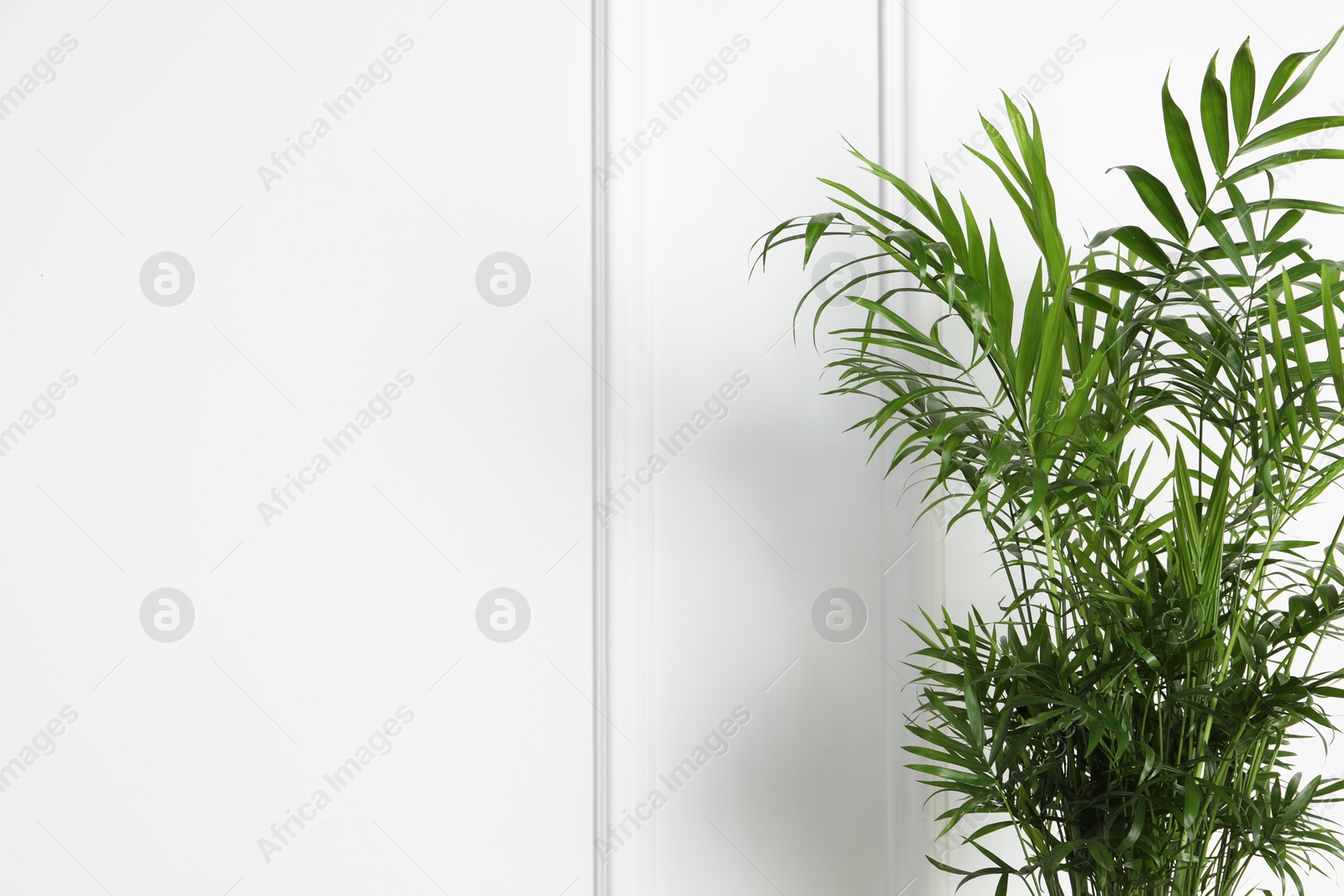 Photo of Beautiful chamaedorea plant near white wall, space for text. House decor