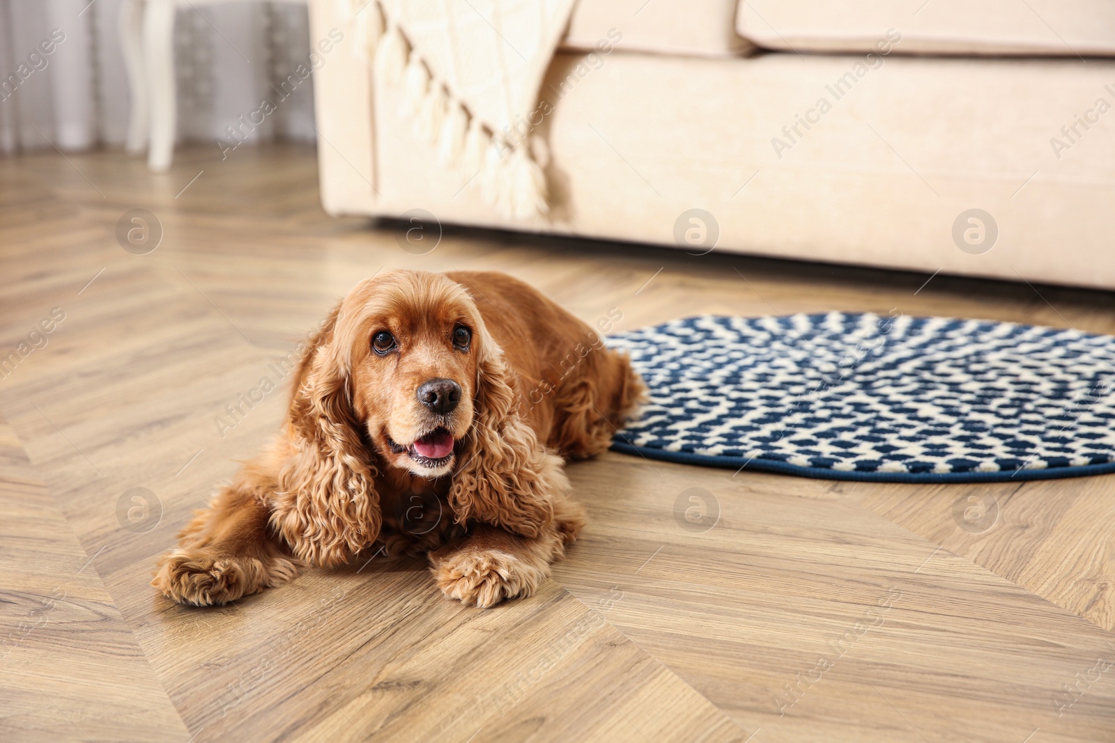 Photo of Cute Cocker Spaniel dog lying on warm floor indoors. Heating system