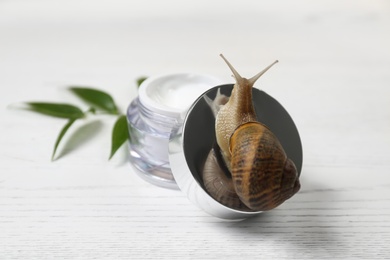 Snail and jar with cream on white wooden table, closeup