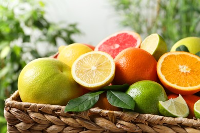 Photo of Different cut and whole citrus fruits in wicker basket outdoors, closeup