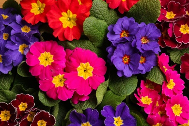 Photo of Beautiful primula (primrose) plants with colorful flowers as background, top view. Spring blossom