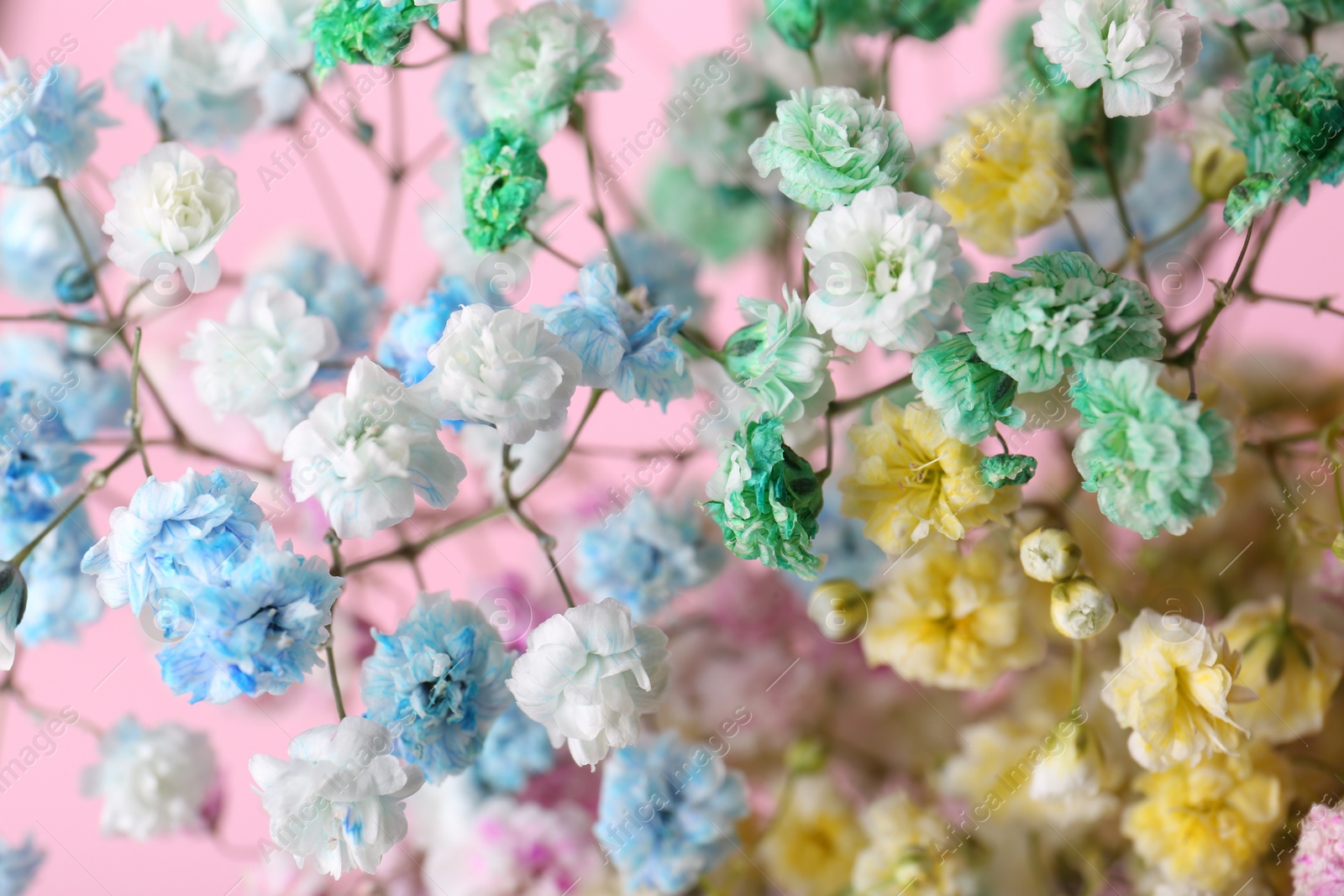 Photo of Beautiful dyed gypsophila flowers on pink background, closeup