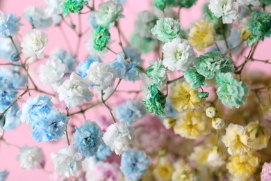 Beautiful dyed gypsophila flowers on pink background, closeup