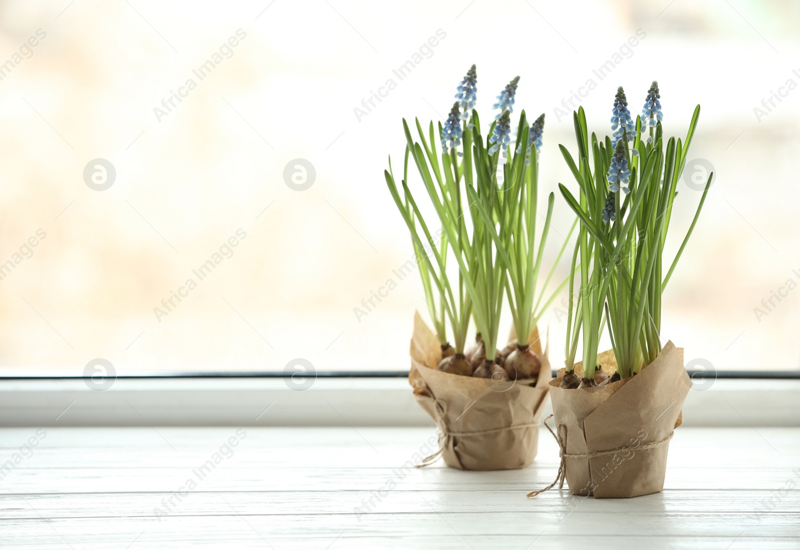 Photo of Beautiful spring muscari flowers in pots on window sill, space for text