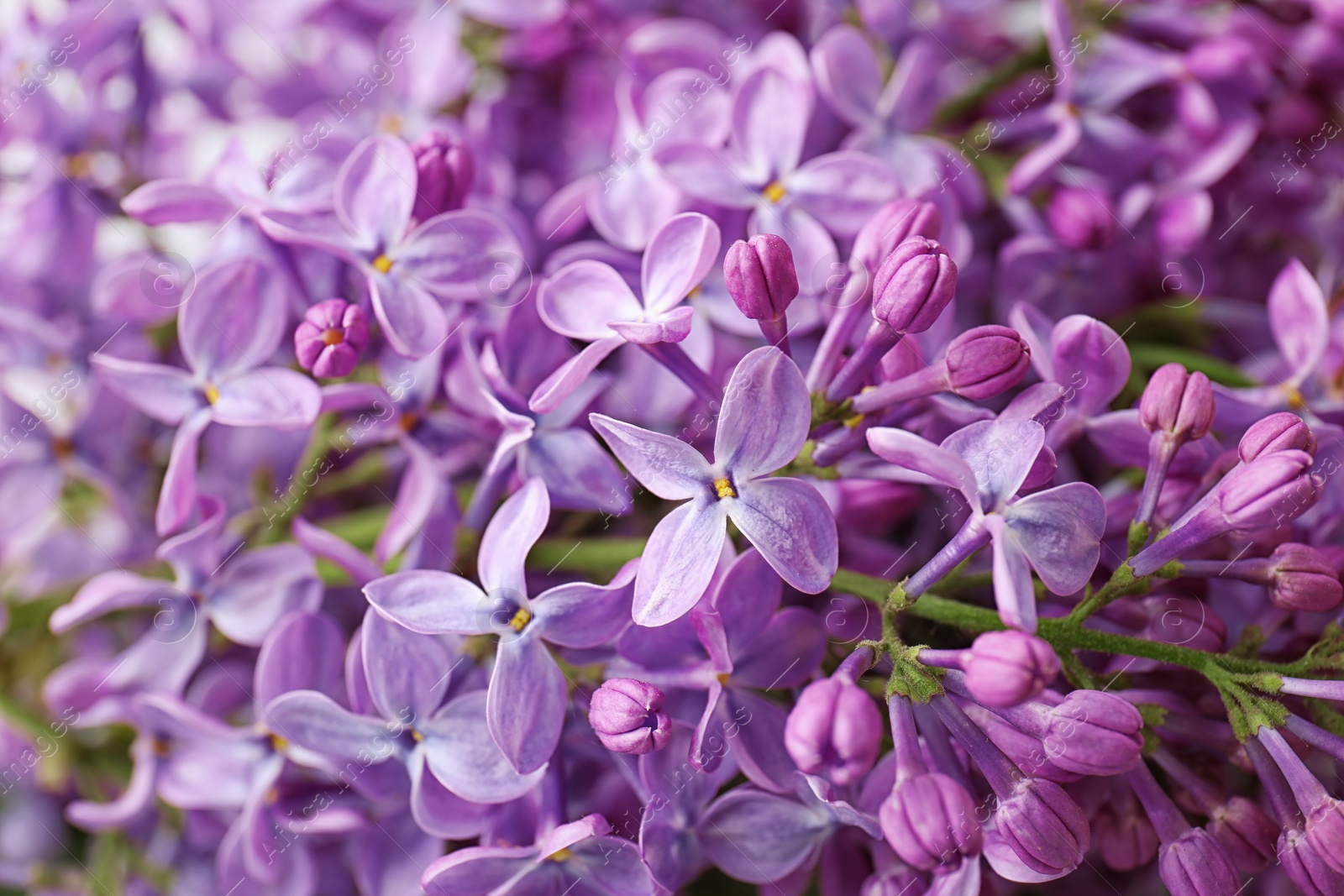Photo of Beautiful blossoming lilac as background, closeup. Spring flowers