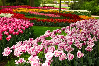 Many beautiful tulip flowers in park. Spring season