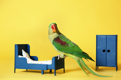 Photo of Beautiful Alexandrine Parakeet in toy bedroom on yellow background