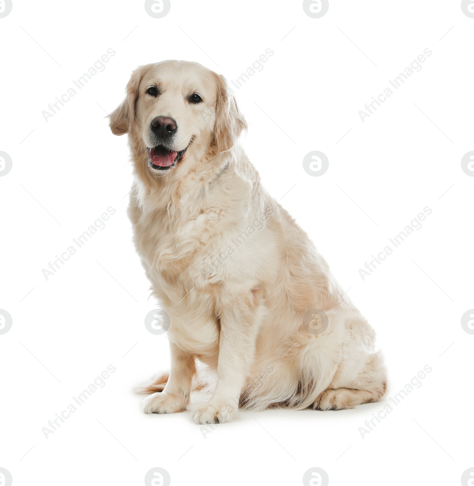 Photo of Cute Golden Retriever dog on white background