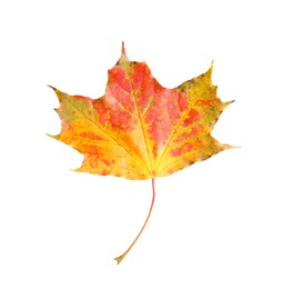 Photo of One maple leaf isolated on white. Autumn season