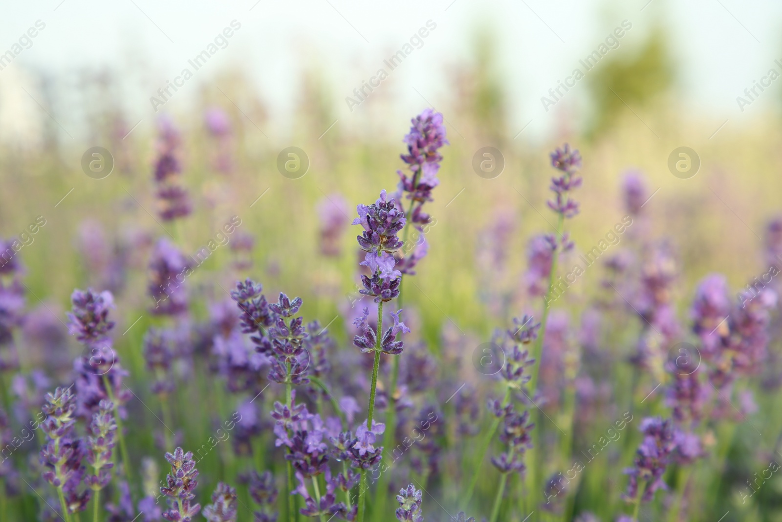 Photo of Beautiful blooming lavender growing in field, closeup