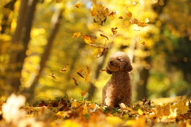 Cute Maltipoo dog and falling leaves in autumn park, space for text