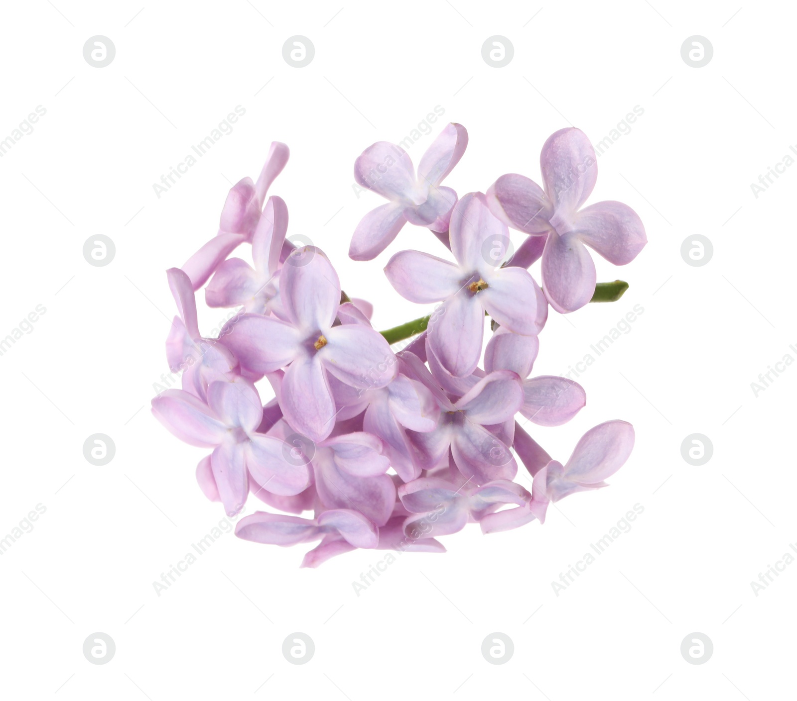 Photo of Beautiful violet lilac blossom isolated on white