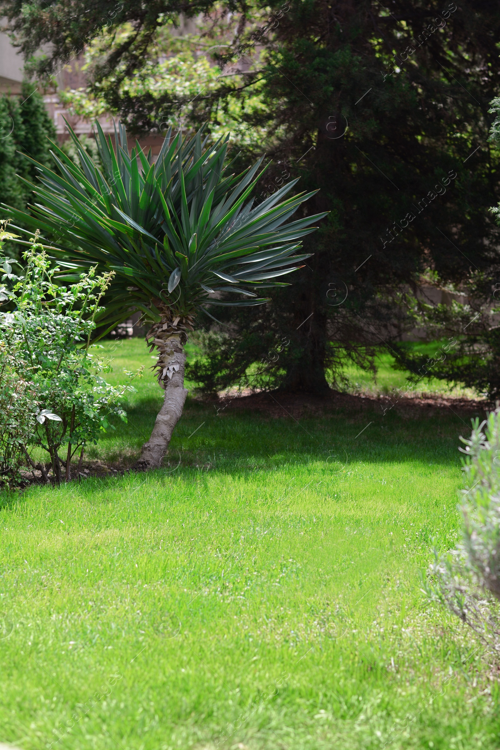 Photo of Shrubs, trees and bright green grass in garden on sunny day