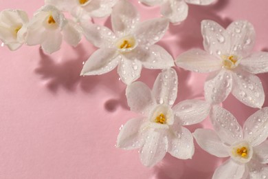 Photo of Beautiful daffodils in water on pink background, closeup. Space for text