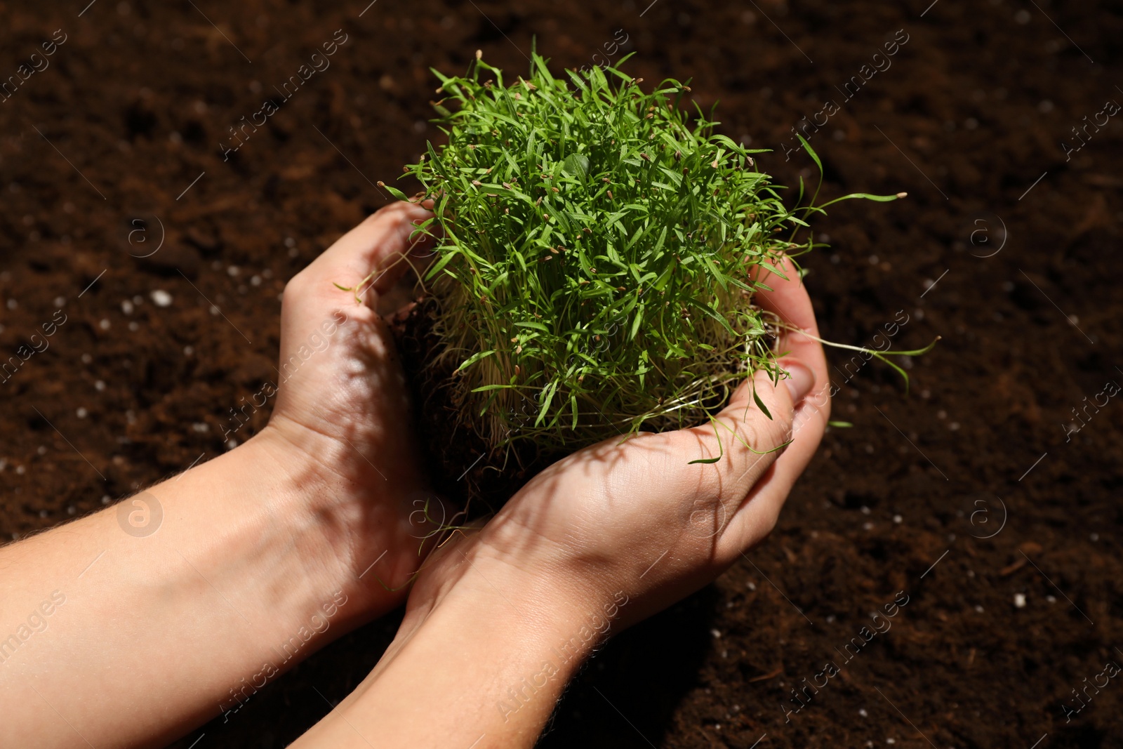 Photo of Woman holding fresh organic microgreen, closeup view