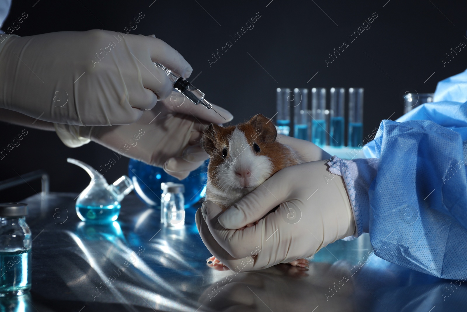 Photo of Scientists with syringe and guinea pig in chemical laboratory, closeup. Animal testing
