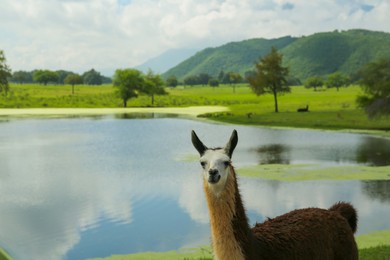 Photo of Beautiful fluffy llama near lake in safari park