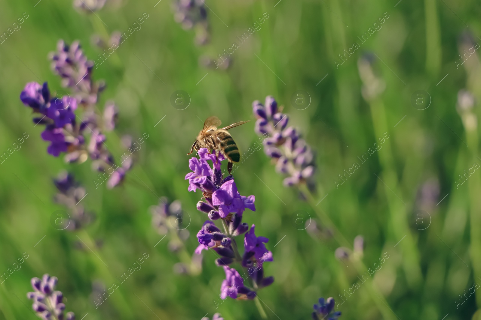 Photo of Closeup view of beautiful lavender with bee in field on sunny day