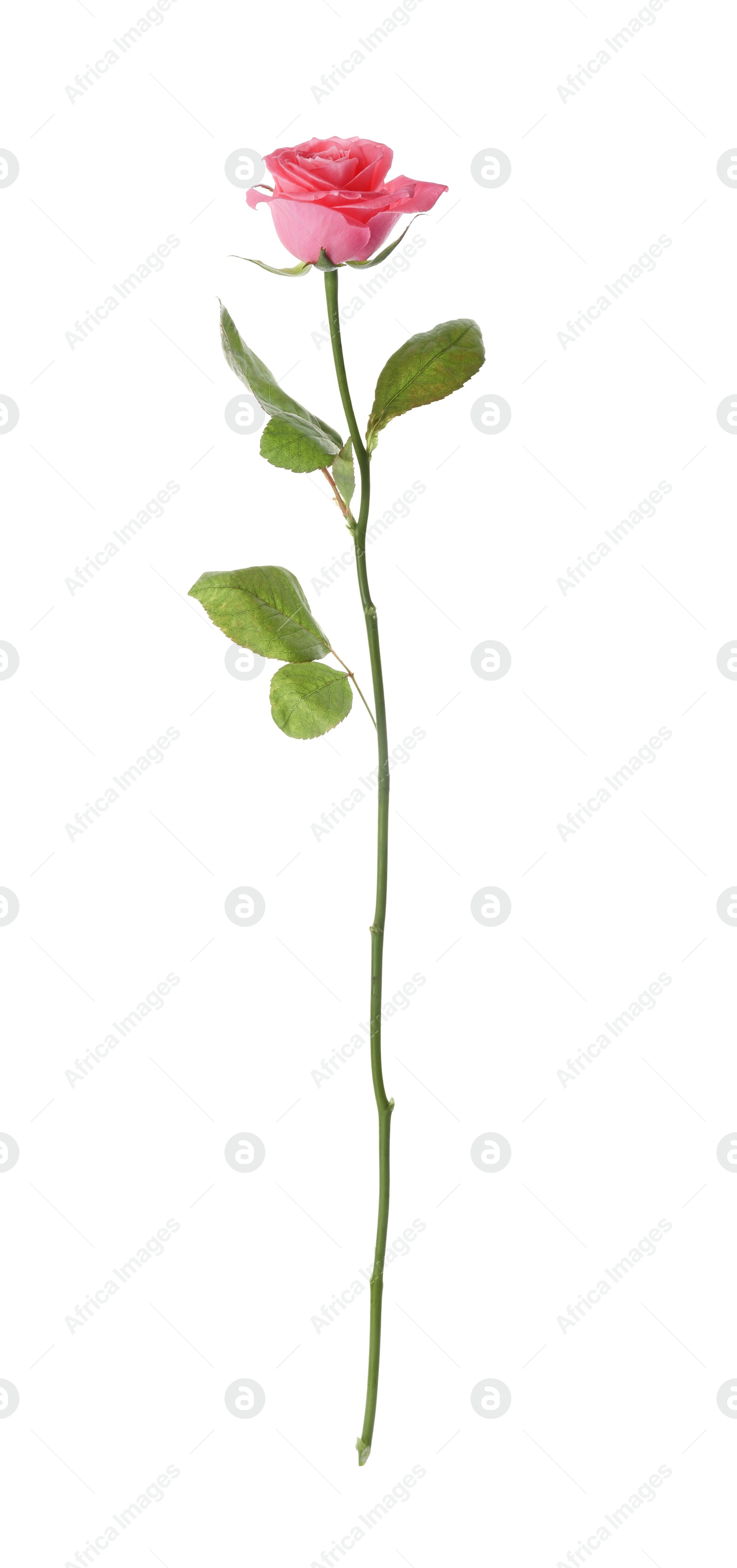 Photo of Blooming pink rose isolated on white. Beautiful flower