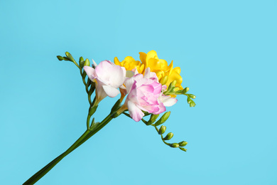 Photo of Beautiful blooming freesias on light blue background