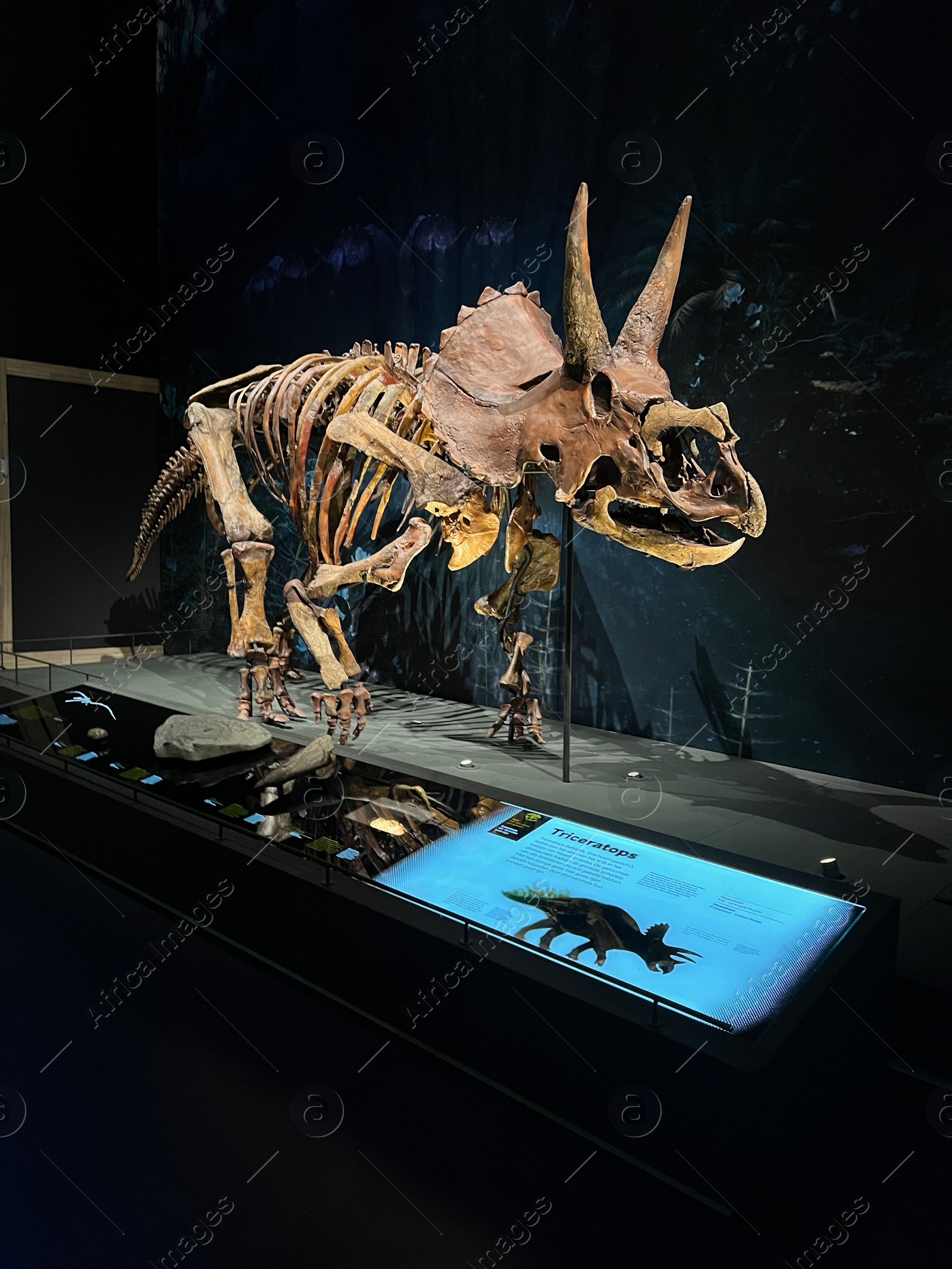 Photo of Leiden, Netherlands - June 18, 2022: Life size skeleton of Triceratops in Naturalis Biodiversity Center