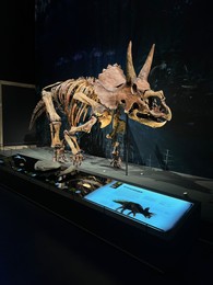 Photo of Leiden, Netherlands - June 18, 2022: Life size skeleton of Triceratops in Naturalis Biodiversity Center