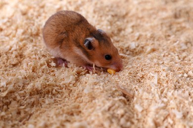Cute little fluffy hamster on wooden shavings