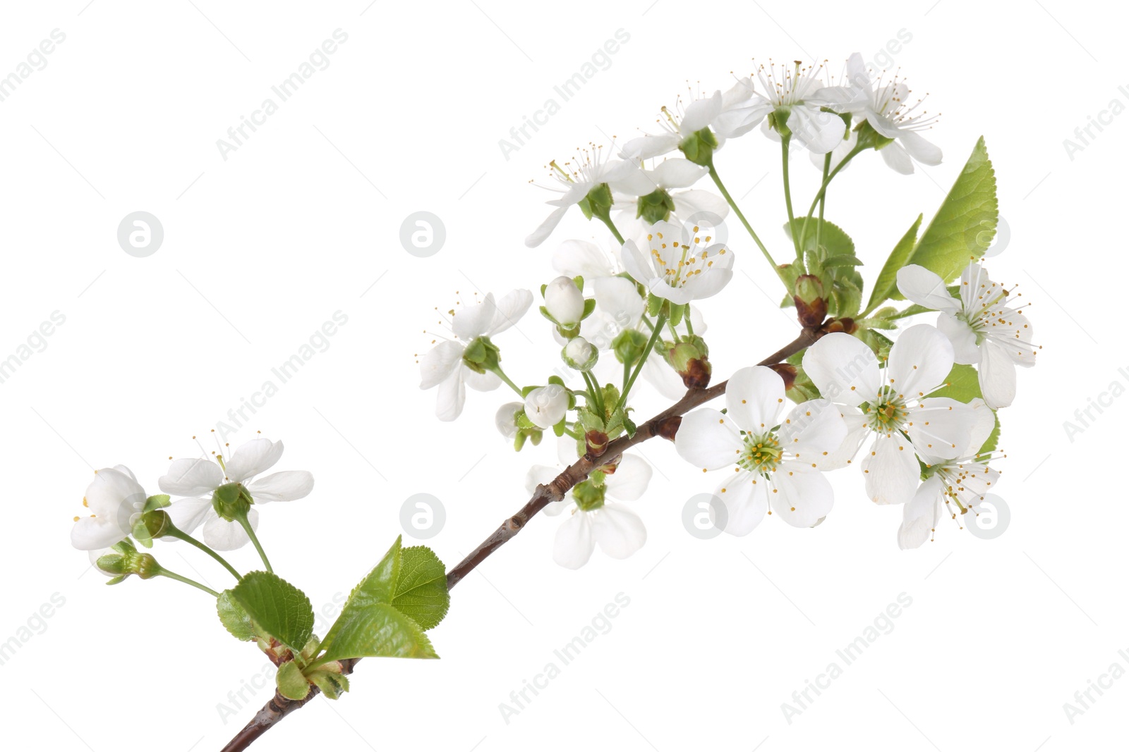 Photo of Spring branch with beautiful blossoms and leaves isolated on white