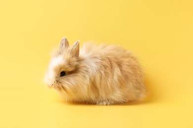 Photo of Cute little rabbit on yellow background. Adorable pet