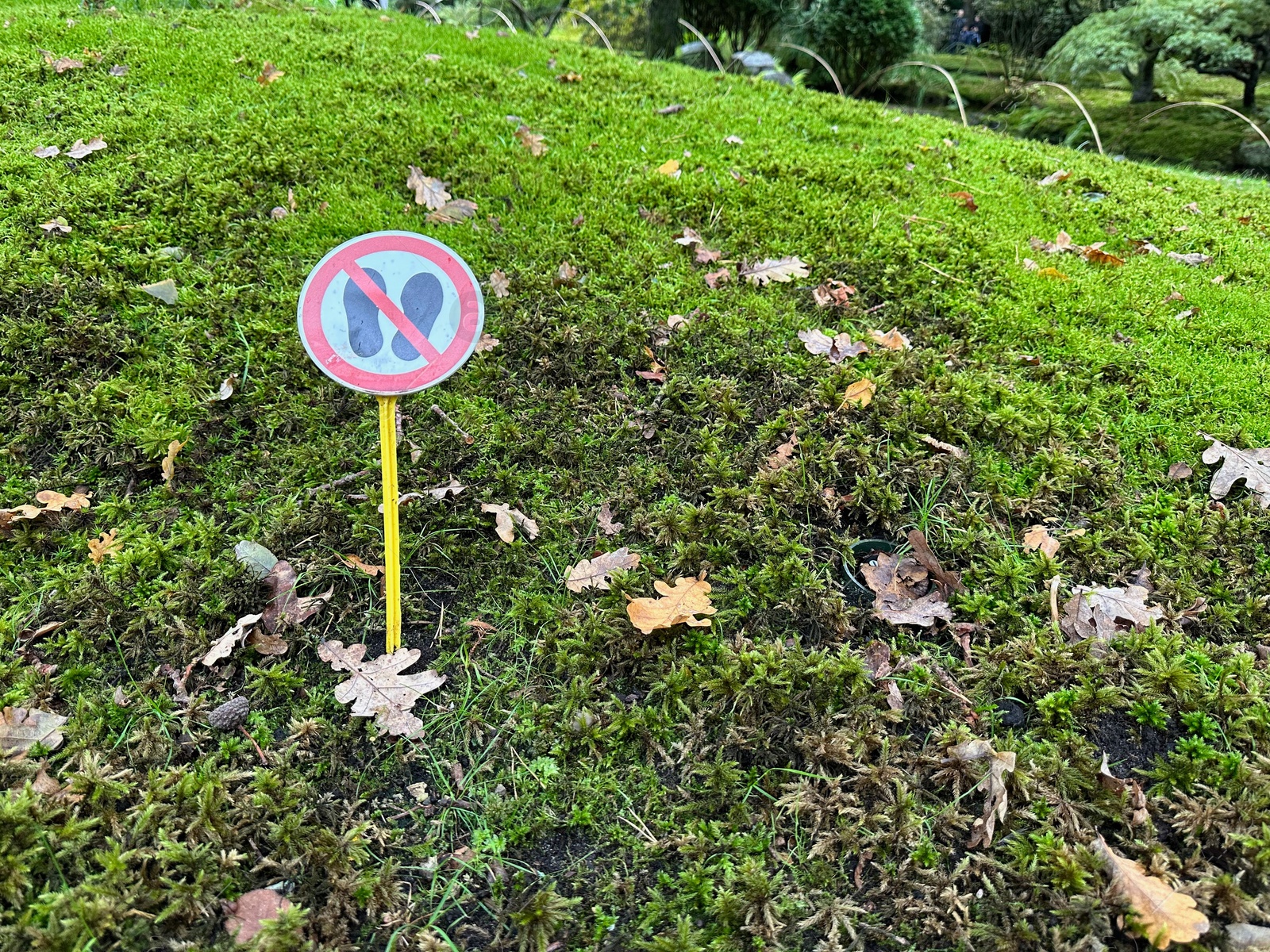 Photo of Bright moss, fallen leaves and sign Do Not Walk in park