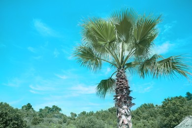 Beautiful view of palm tree outdoors on sunny summer day. Stylized color toning