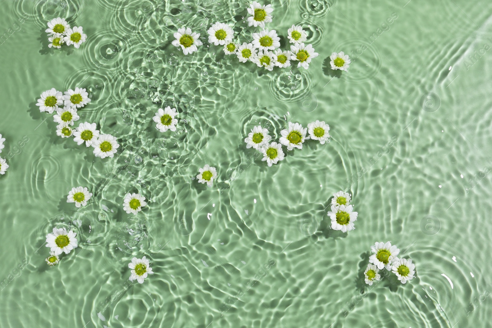 Photo of Beautiful chrysanthemum flowers in water on green background, top view