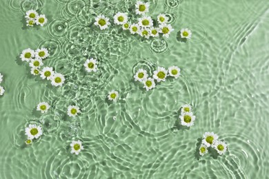 Photo of Beautiful chrysanthemum flowers in water on green background, top view