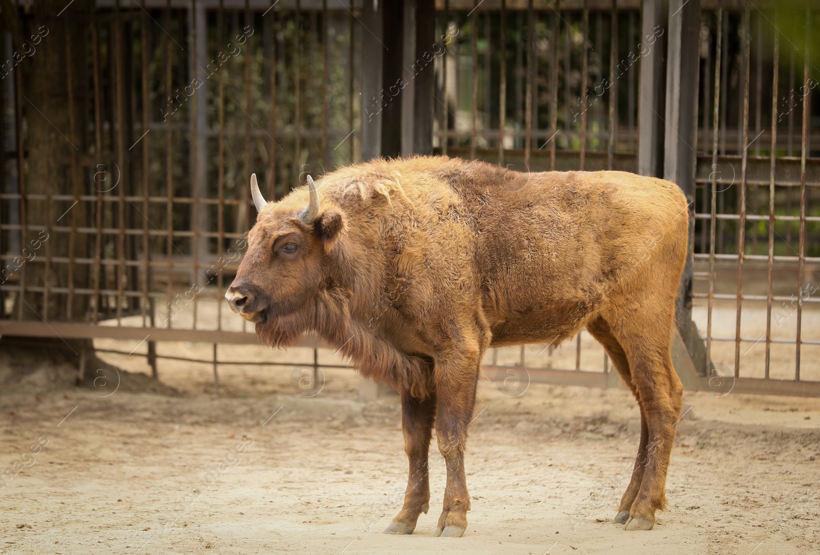 Photo of American bison in zoo enclosure. Wild animal