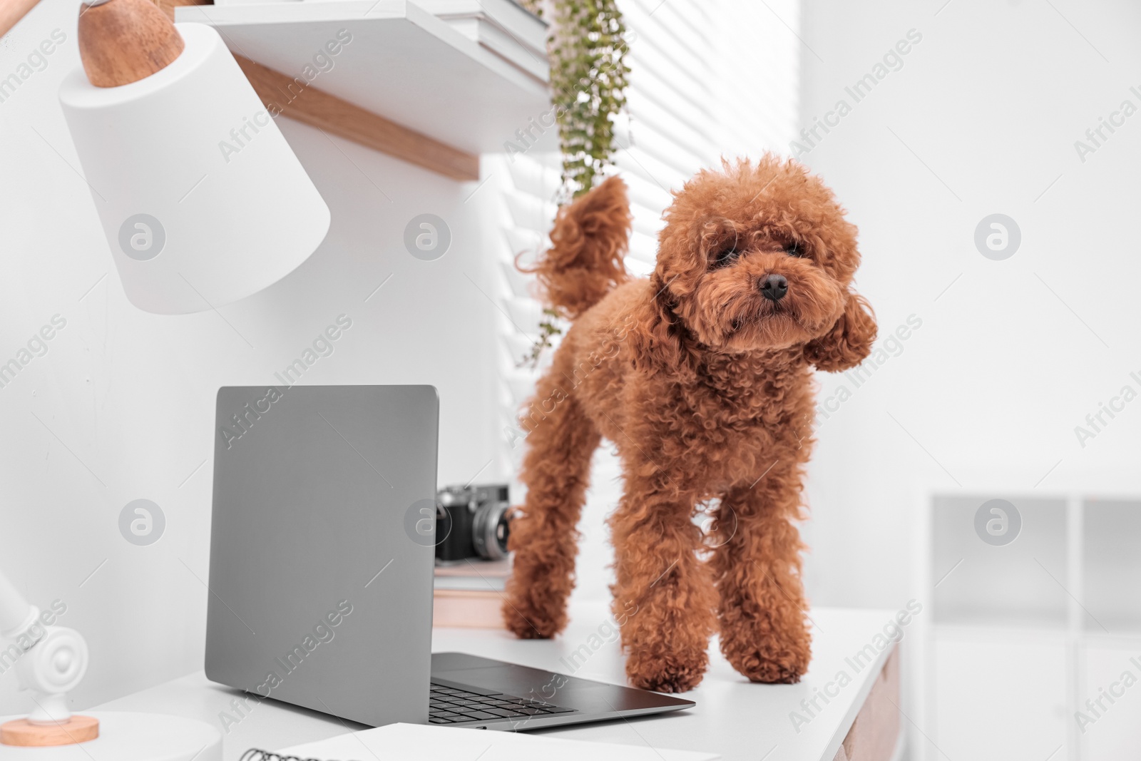 Photo of Cute Maltipoo dog on desk near laptop at home