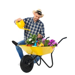 Photo of Male gardener watering plants in wheelbarrow on white background